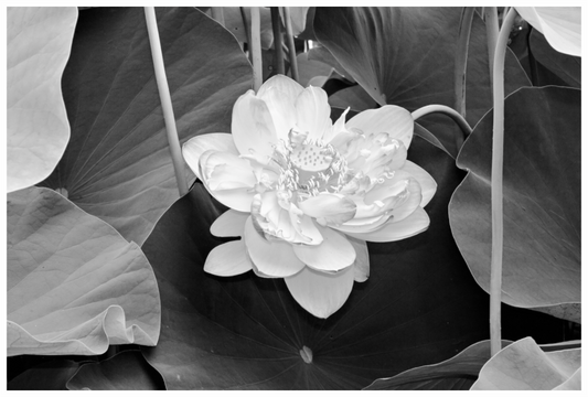 Main image B&W Lotus