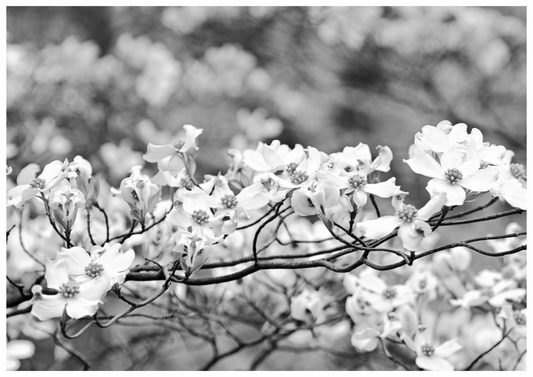 Main image Dogwood Outside my window